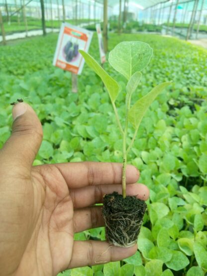 বাসন্তী- হাইব্রিড বেগুন Basonti-Hybrid Brinjal of Ispahani Agro Limited