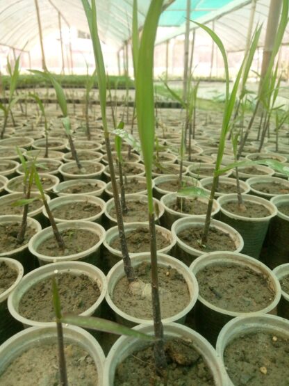ফিলিপাইন আখের চারা। filipino black sugarcane - Image 4