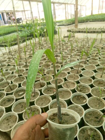 ফিলিপাইন আখের চারা। filipino black sugarcane - Image 3