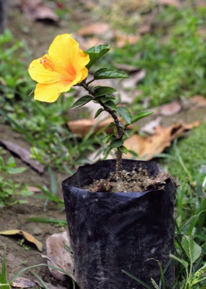 আমেরিকান জবা ফুল | american joba flower - Image 3