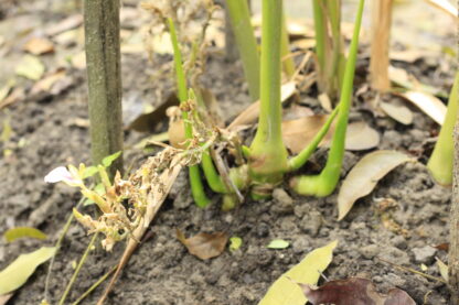 cardamom [ Green small ] সবুজ জাতের ছোট এলাচের অরিজিনাল চারা - Image 3